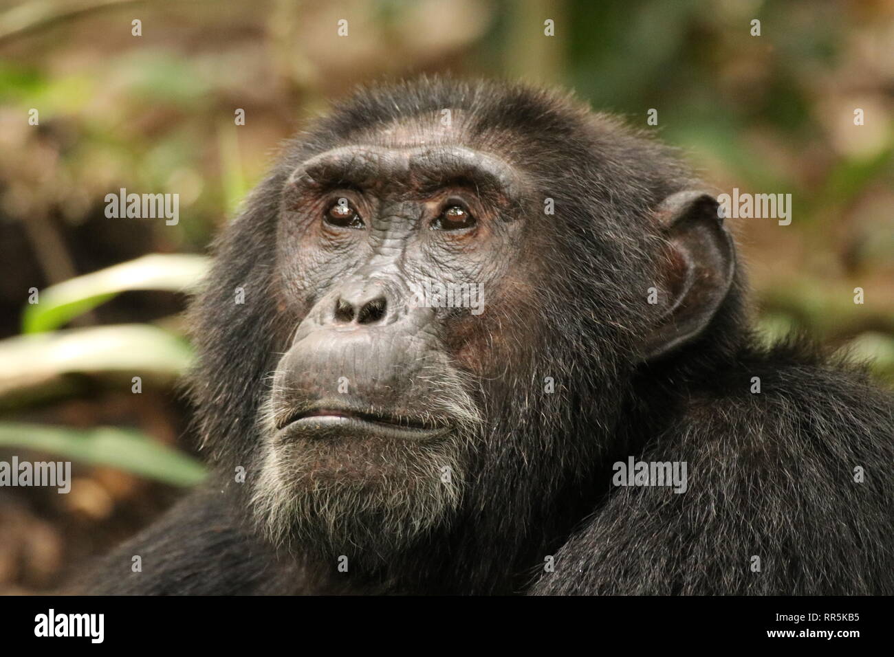 Wilde Schimpansen in freier Wildbahn, Foresta di Kibale Nationalpark in Uganda (Ostafrika) bei einer Wanderung durch den Wald, Heimat der Schimpansen Foto Stock
