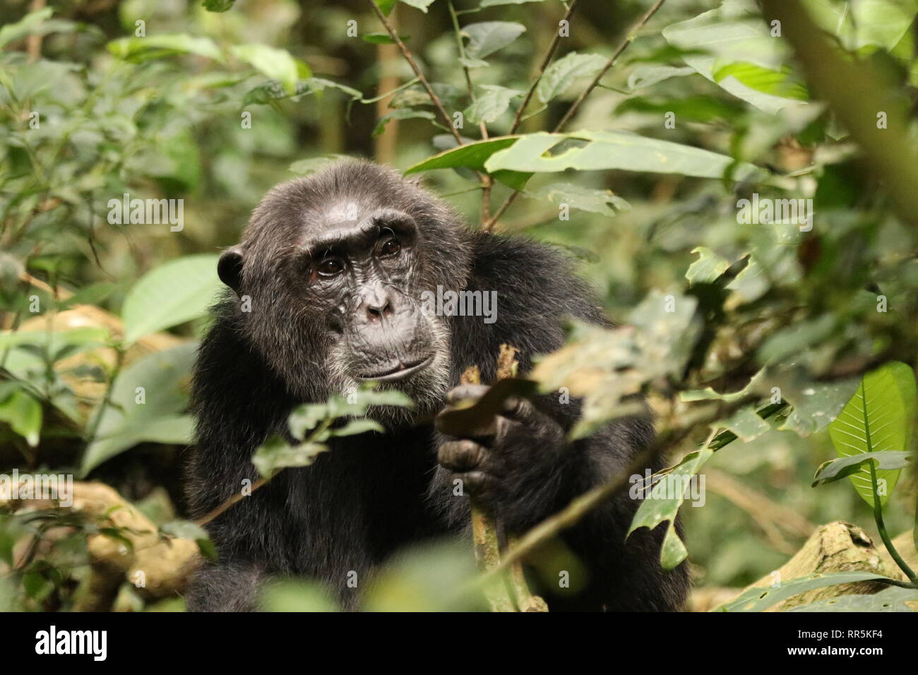 Wilde Schimpansen in freier Wildbahn, Foresta di Kibale Nationalpark in Uganda (Ostafrika) bei einer Wanderung durch den Wald, Heimat der Schimpansen Foto Stock