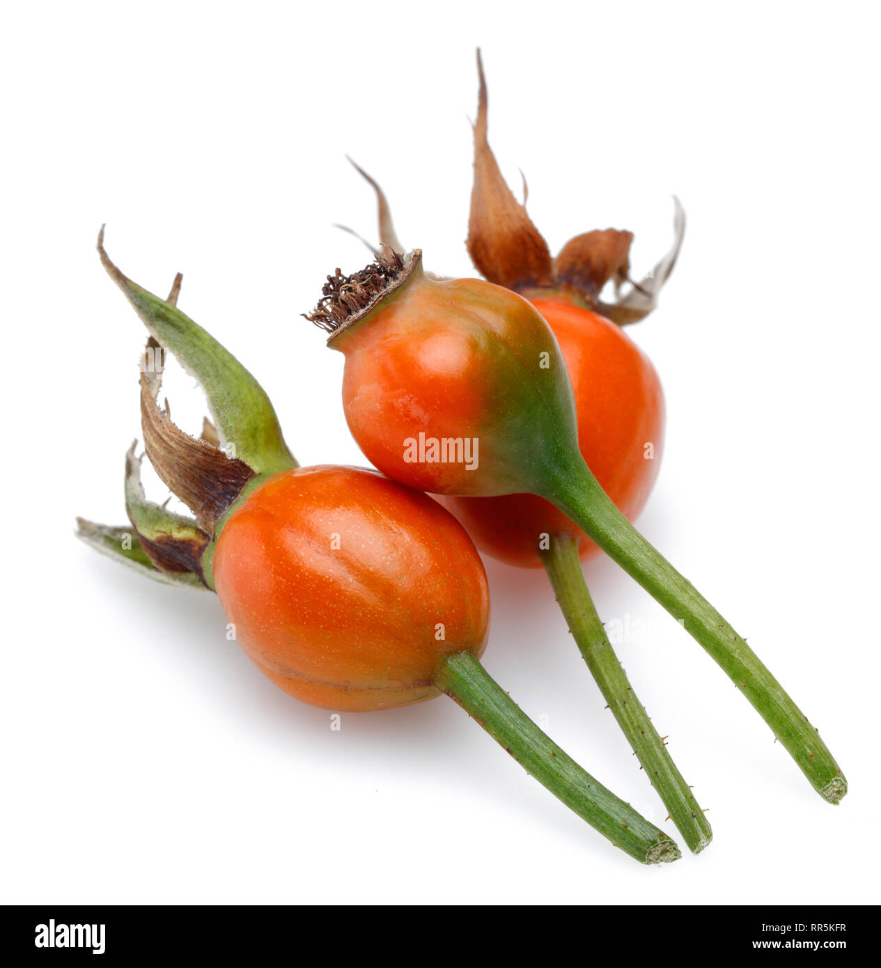 Fresh rosa canina isolati su sfondo bianco Foto Stock