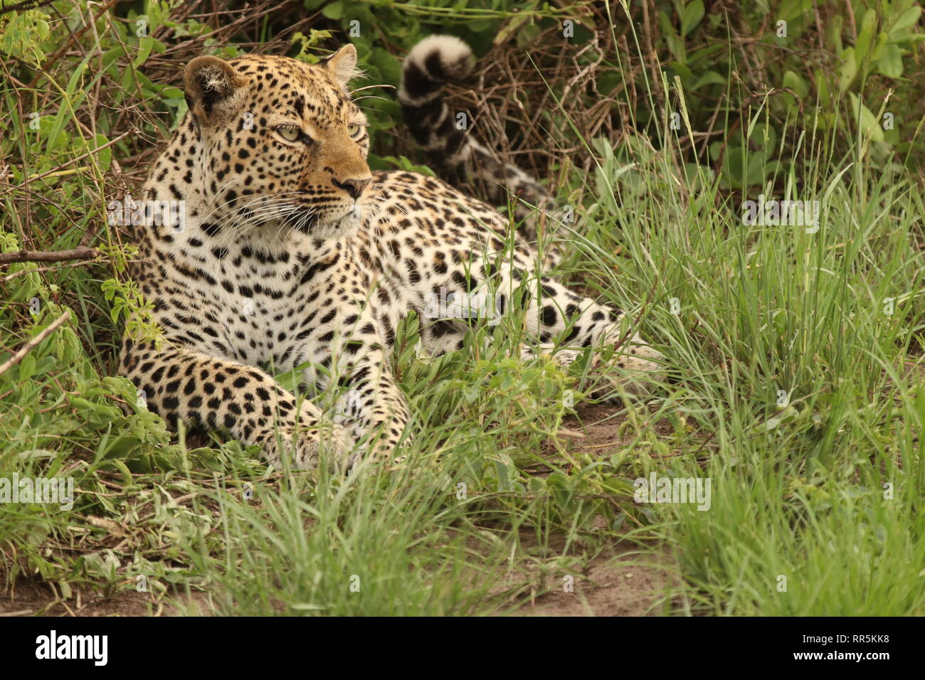 Ein Leopard in Uganda, Queen-Elizabeth Nationalpark Afrika Foto Stock