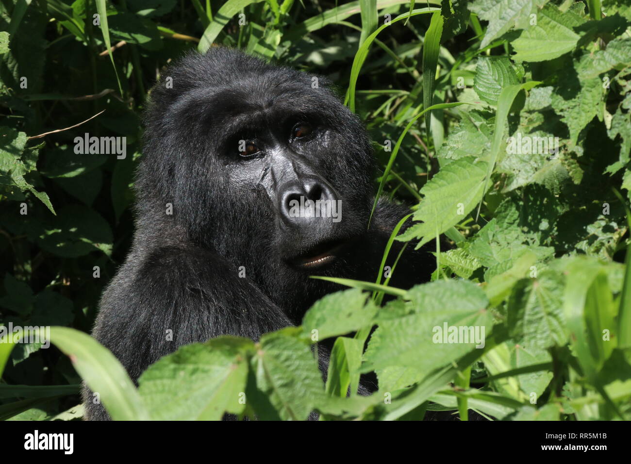 Berggorilla Silberrücken Bwinde im Nationalpark Regenwald Uganda Afrika Foto Stock