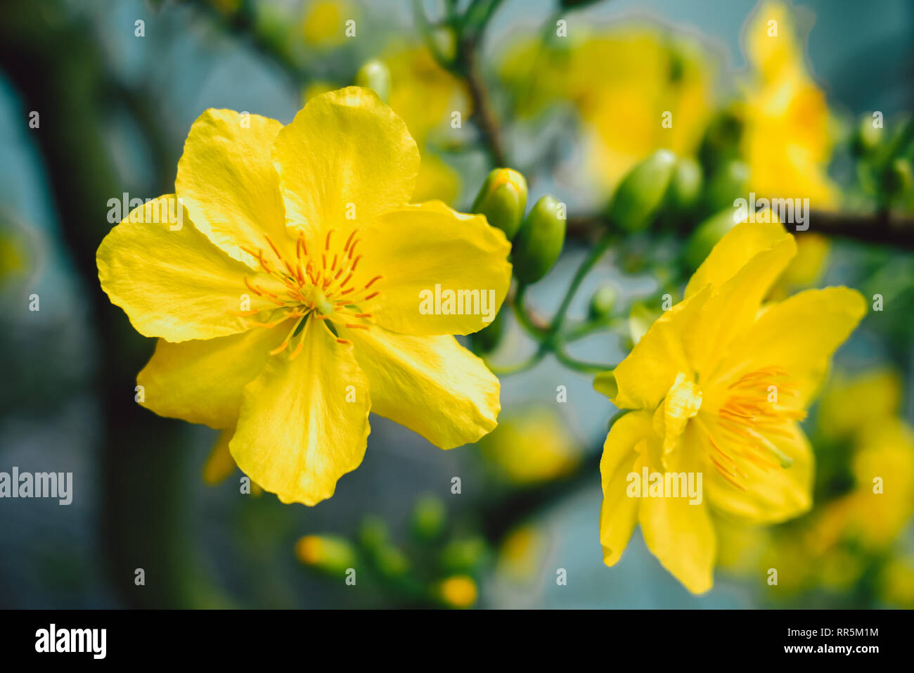 Giallo albicocca blossom (Ochna integerrima) fiorire | Mai blossom nel Vietnam Tet holiday Foto Stock