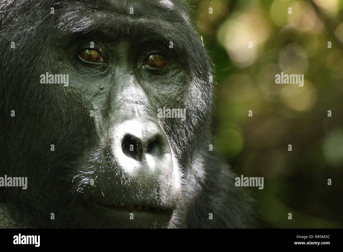 Berggorilla Silberrücken Bwinde im Nationalpark Regenwald Uganda Afrika Foto Stock