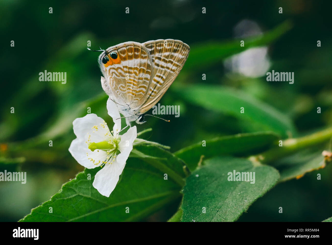 Farfalla sul fiore bianco nella natura Foto Stock