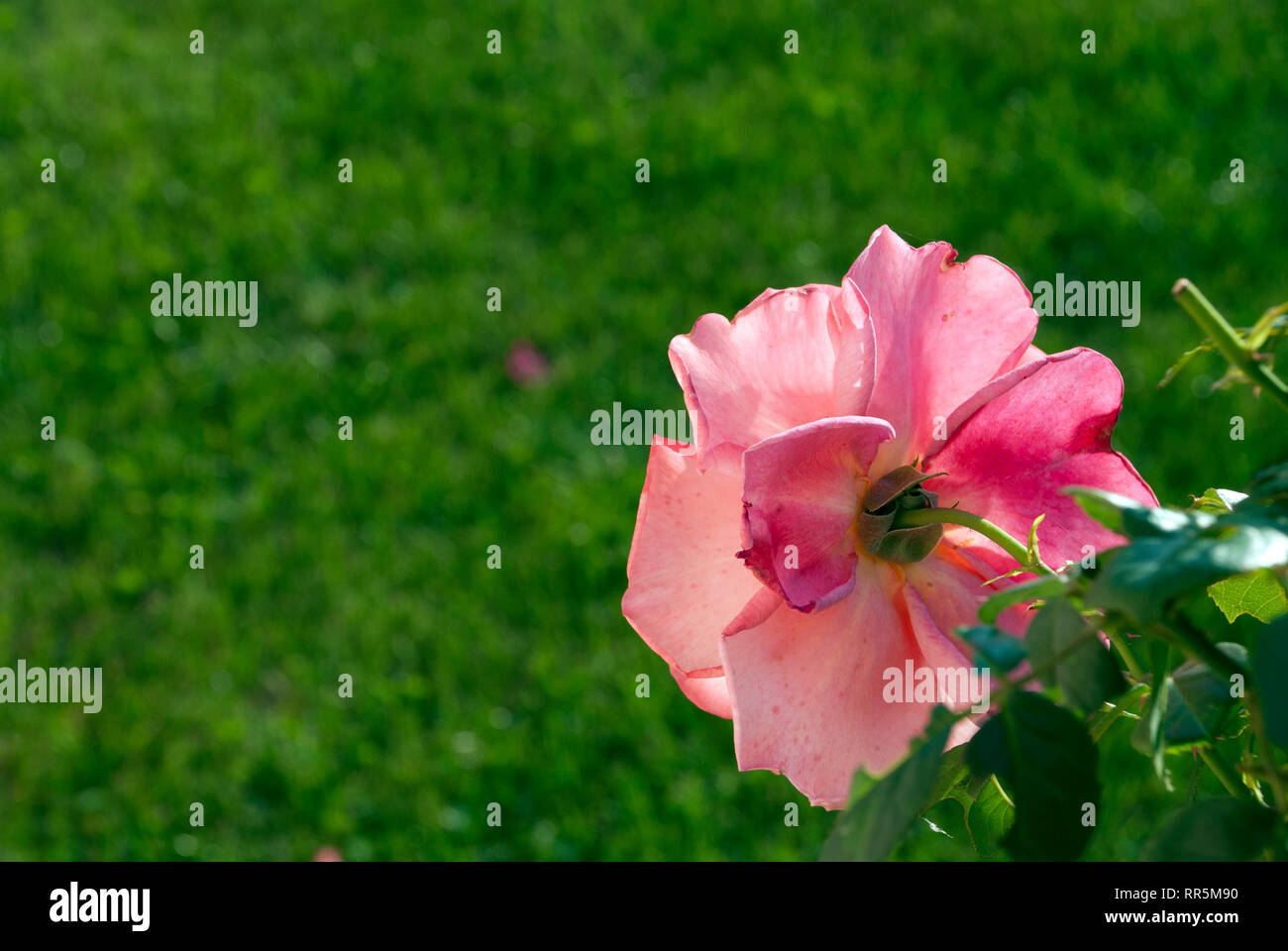 Rose su sfondo, primavera, estate Foto Stock