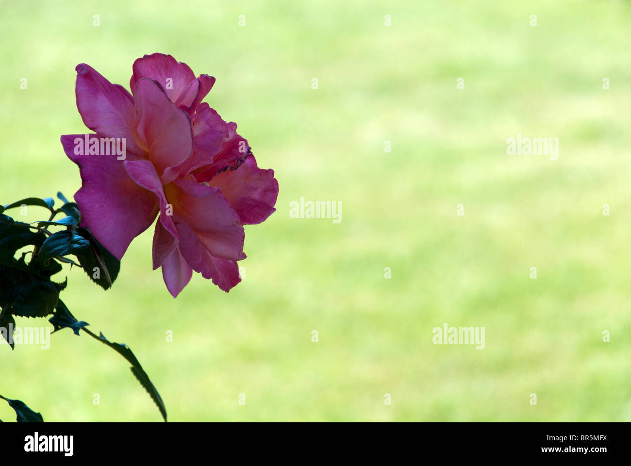 Una rosa in ombra, sfondo sfocato, primavera estate Foto Stock