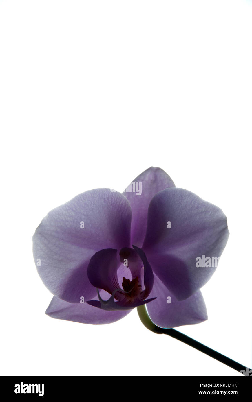 Orchid su uno sfondo bianco, primavera estate Foto Stock