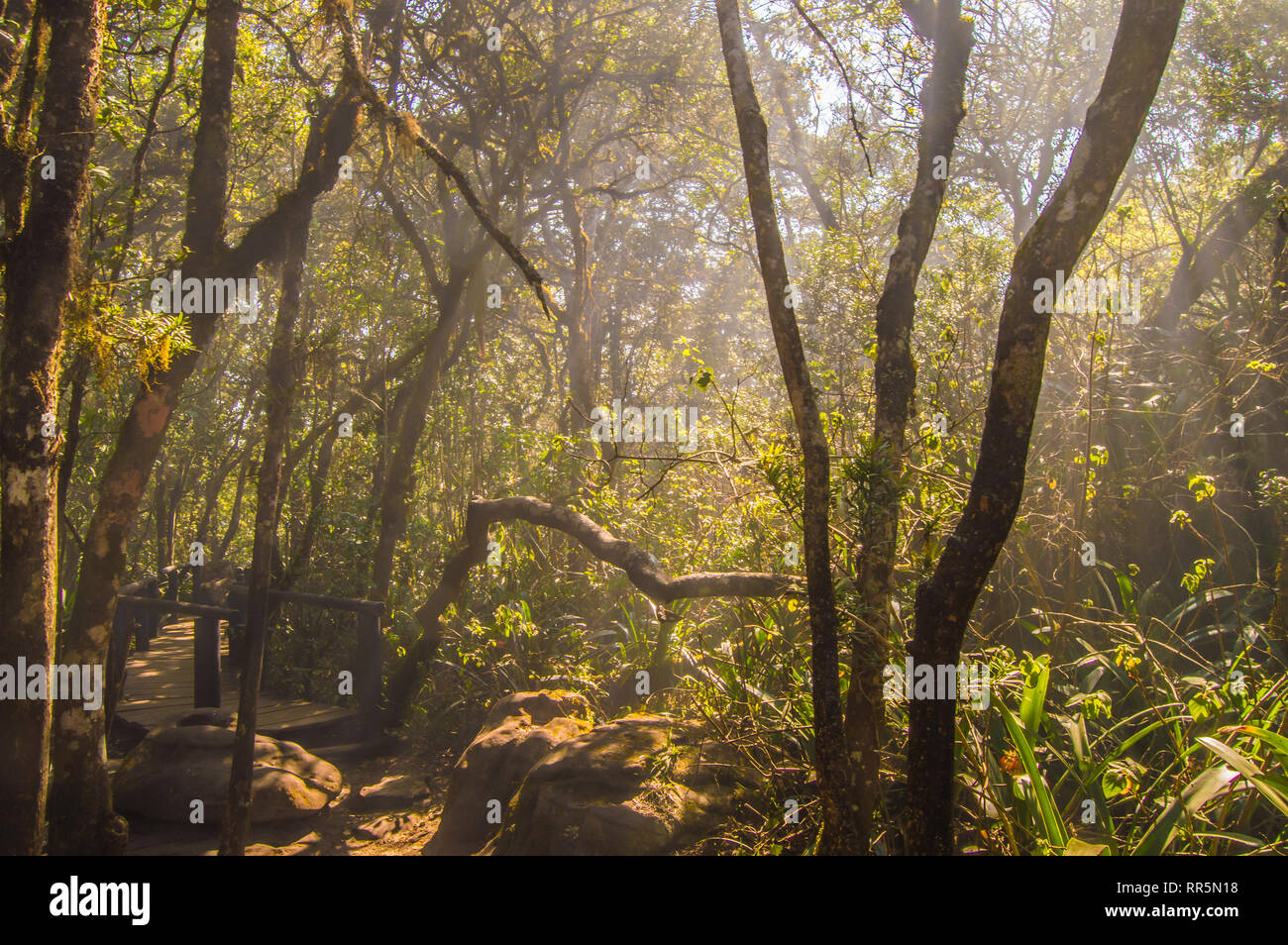 Verde foresta di pioggia e bosco di latifoglie in Sud Africa Foto Stock