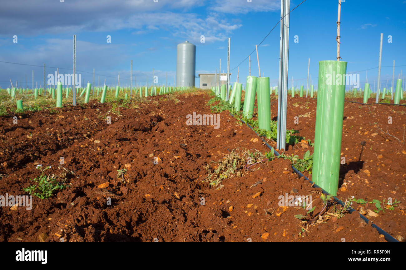 Vigne irrigate con sistema di gocciolamento. Tubi, serbatoio di acqua e stazione di pompaggio visibile Foto Stock