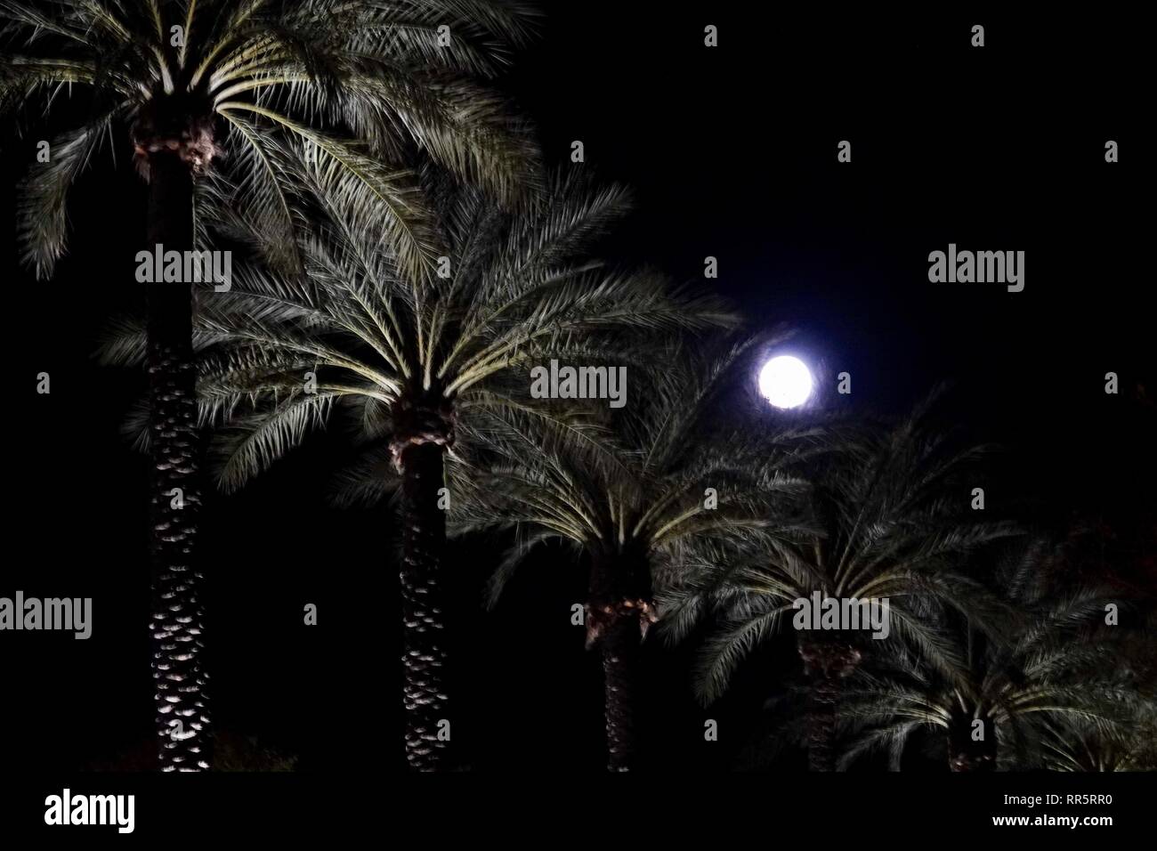 Una vista del Super neve Luna circondata da palme da Phoenix, Arizona. Foto Stock