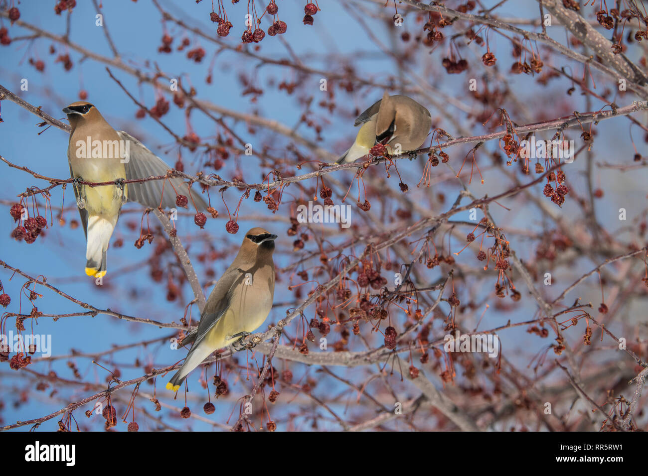 Il Cedar waxwing in un incendio della prateria crabapple tree Foto Stock