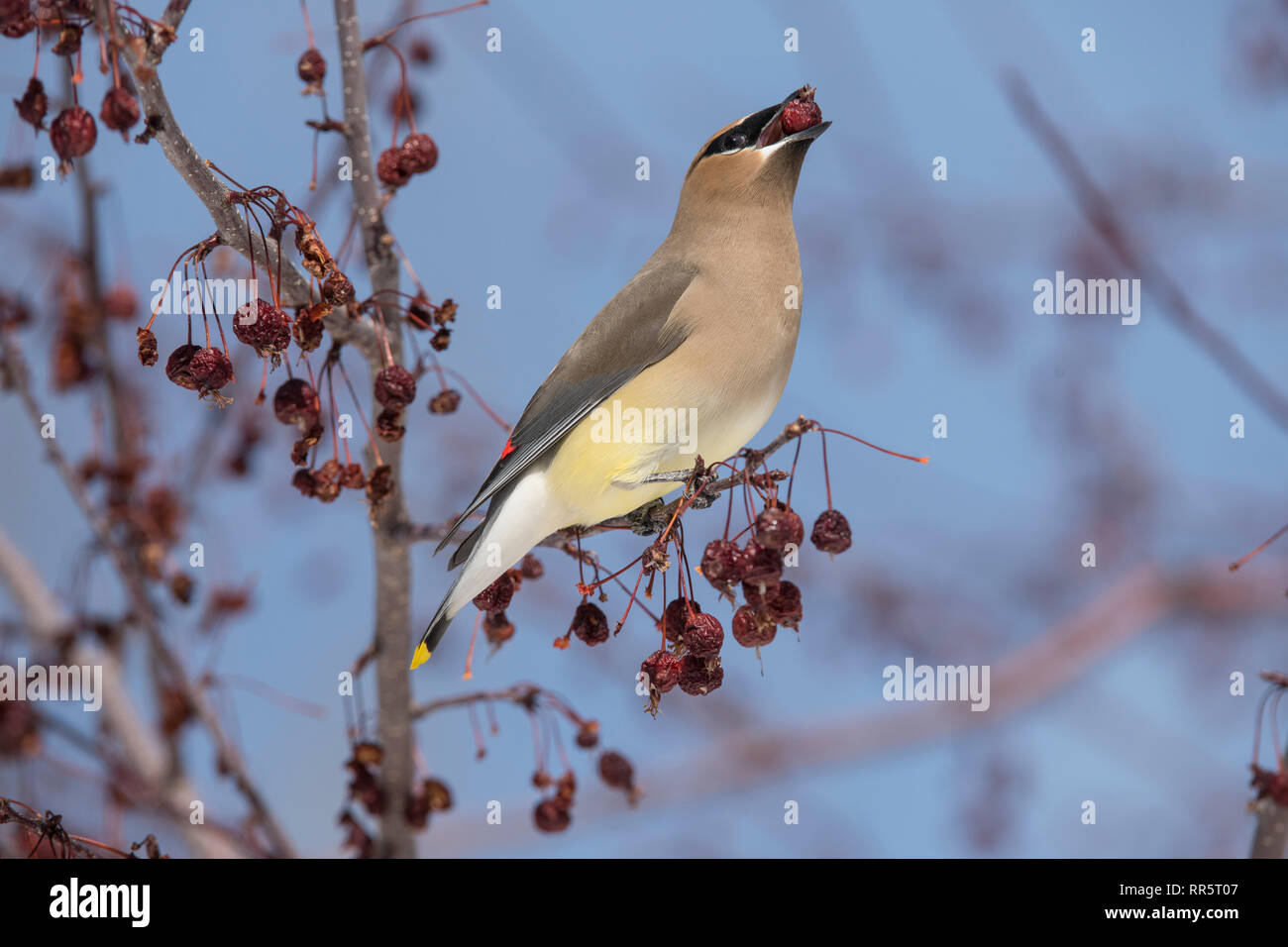 Il Cedar waxwing in un incendio della prateria crabapple tree Foto Stock