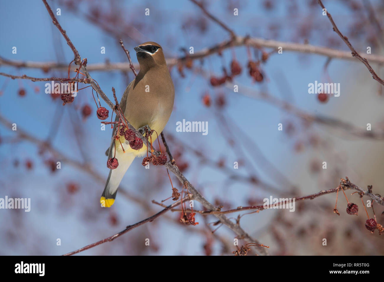 Il Cedar waxwing in un incendio della prateria crabapple tree Foto Stock