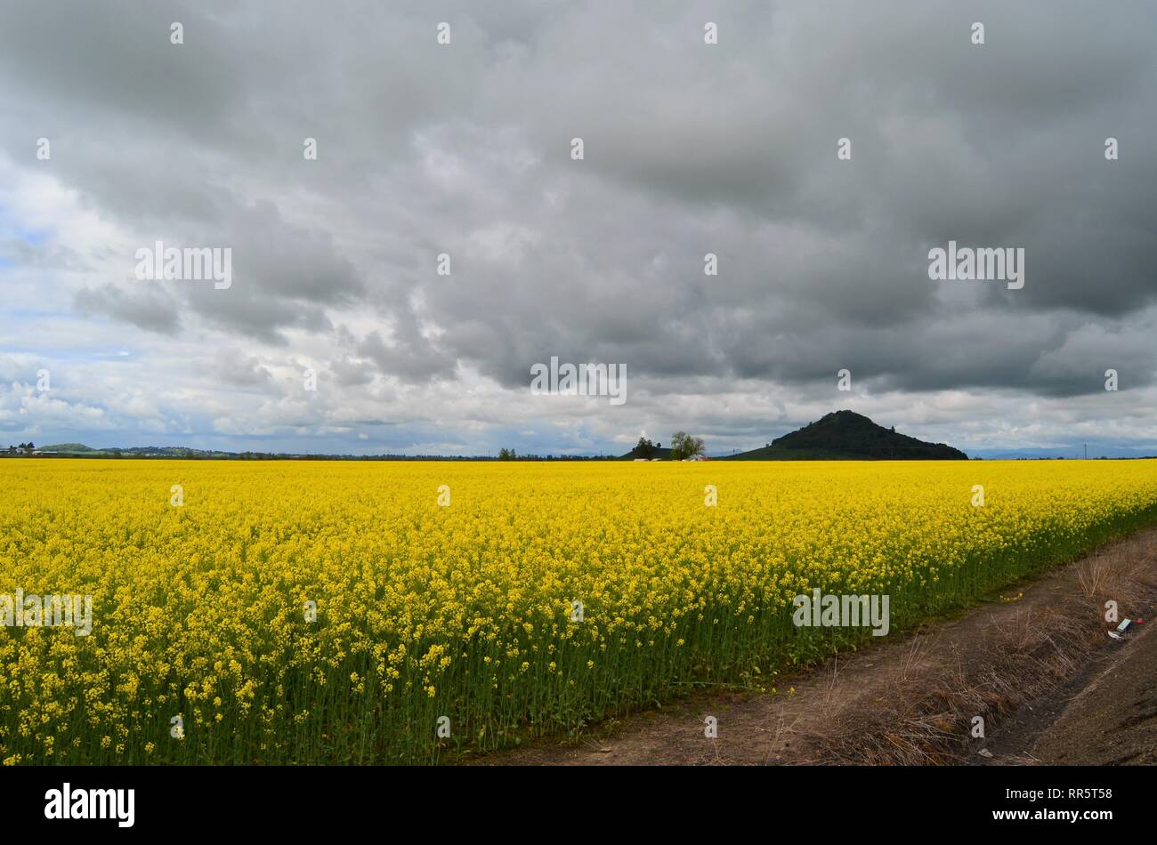 Giallo senape campo in fiore Foto Stock