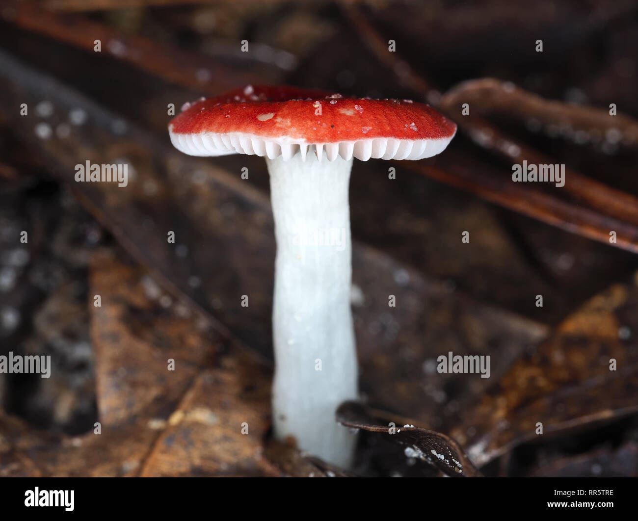 Little Red russula Foto Stock