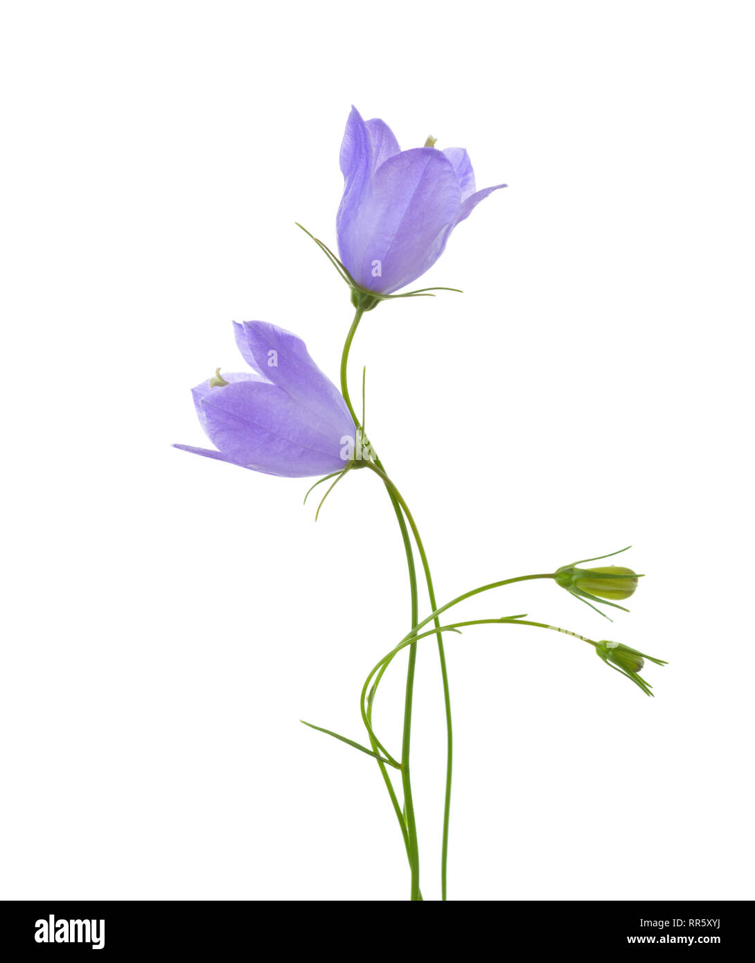 Due campanule isolati su sfondo bianco. Foto Stock