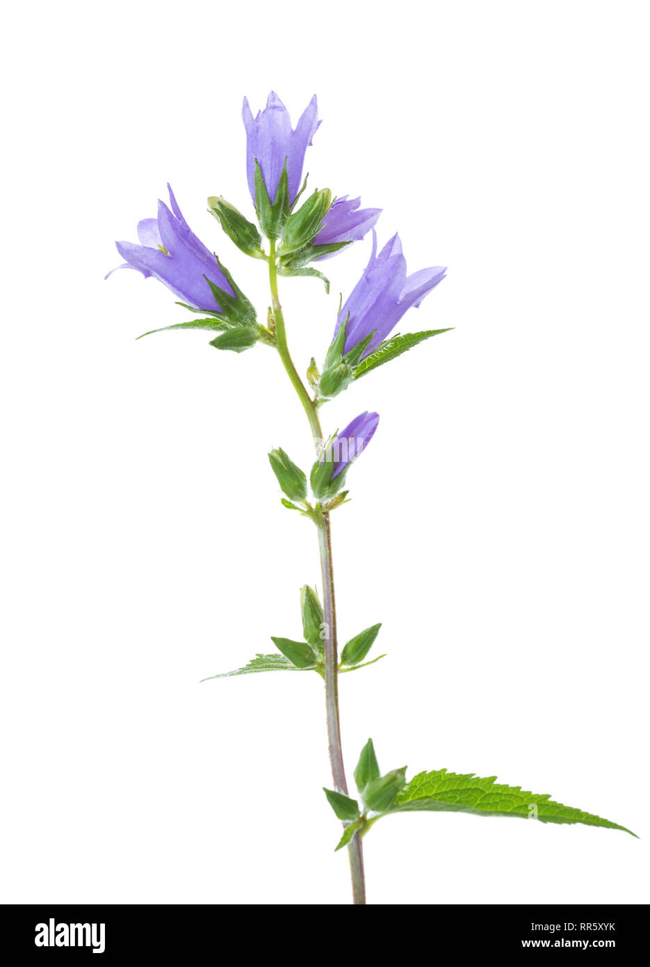 La Campanula isolati su sfondo bianco. Foto Stock