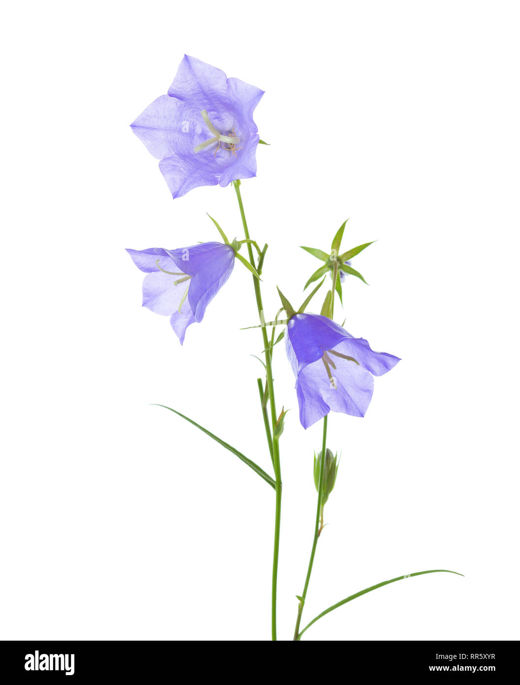 Campanule isolati su sfondo bianco. Foto Stock