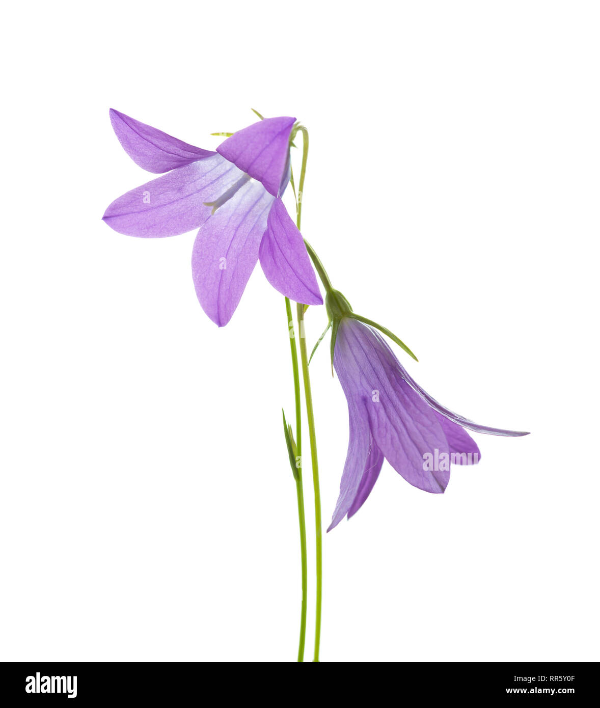Due campanule isolato su bianco. Diffondere la campanula. Foto Stock
