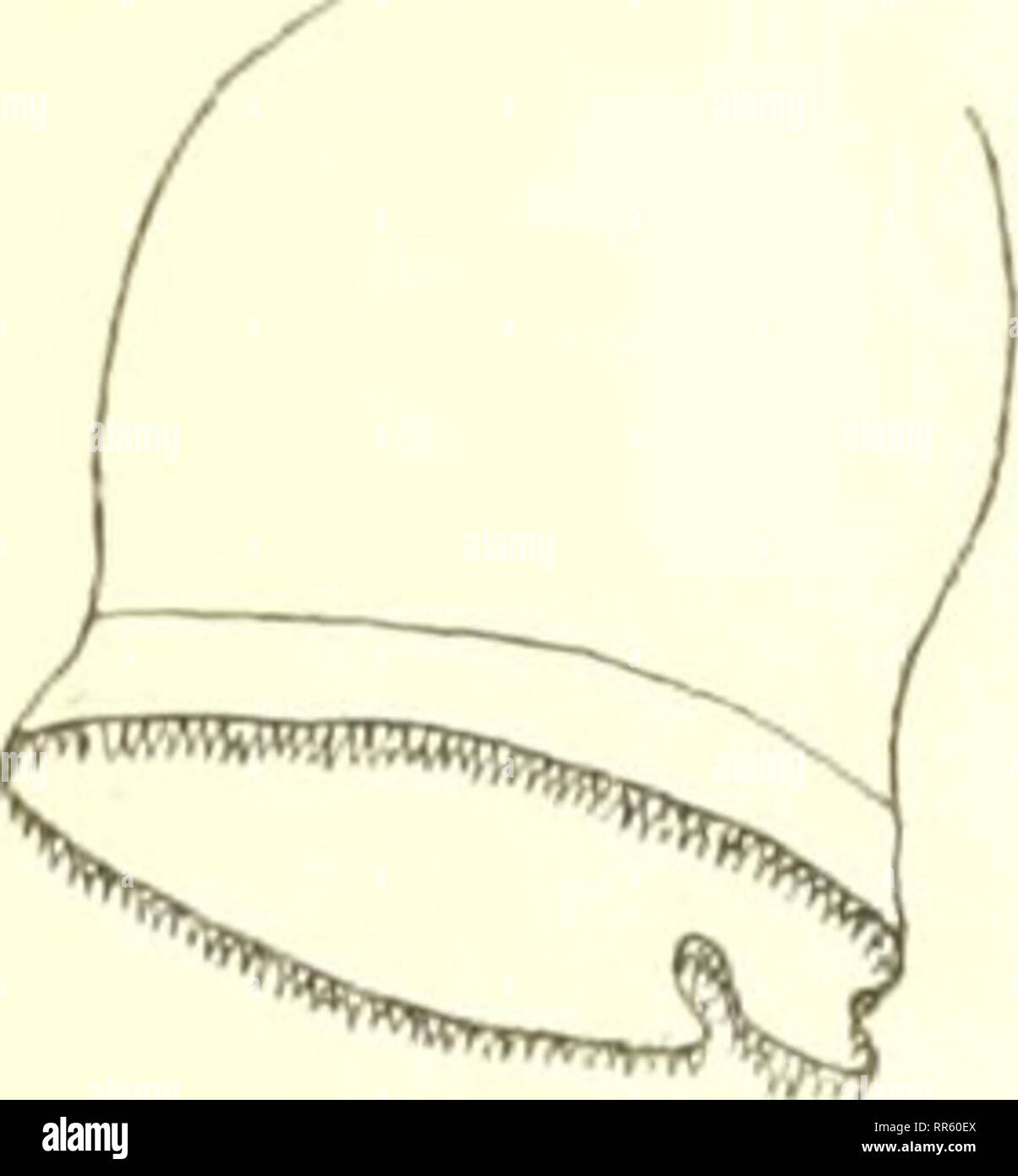 . Abhandlungen und Berichte. Storia naturale; storia naturale. 137 Über die Bedeutung und Funktion des Proventriculu s ist viel gestritten woi-den. Augenscheinlich dient er verschiedenen Funktionen Vielfach wird heute die Kaufunktion ühei-haupt geleugnet: ob mit Recht, lasse ich dahingestellt. Altopiano ist der Ansicht, dass der Kaumagen nicht zur Zer- kleinerung der Nahrung diene. Auch Deegener erwähnt diese Ansicht altipiani 1. c. pag. 24."): "Plateau fand indessen, dass eine Zerkleineumg der Nahrung im Kaumagen nicht stattfinde, dass anche dieser Abschnitt nichts anderes sei als ein hochen Foto Stock