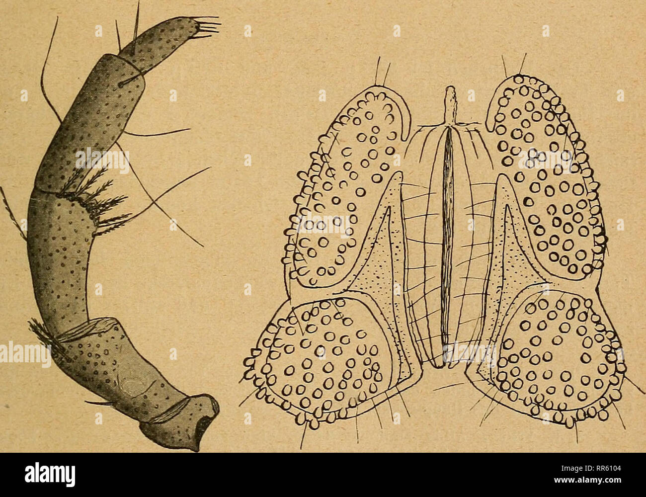 . Abhandlungen herausgegeben vom Naturwissenschaftlichen Verein zu Bremen. Storia naturale; storia naturale. Hydracarinologische Beiträge. VI u, VII. Von Karl Viets, Brema. (Mit 1*1 Figuren). VI. Ueber einige seltenere Hydracarinen. I. Piersigia intermedia Williamson. (Fig. 1 u. 2). Diese dritte bis jetzt bekannte Art der Gattung Piersigia Protz wurde unlängst von Wm. Williamson1) nach einem von C. F. George 1902 aufgefundenen Exemplare aus uomo ton (bei Kirton in Lindsey). Fig. 1. Fig. 2. Piersigia intermedia Williamson. Fig. 1. Linke Palpe, Innenseite. Fig. 2. Aeußeres Genitalorgan. *) W. Wi Foto Stock