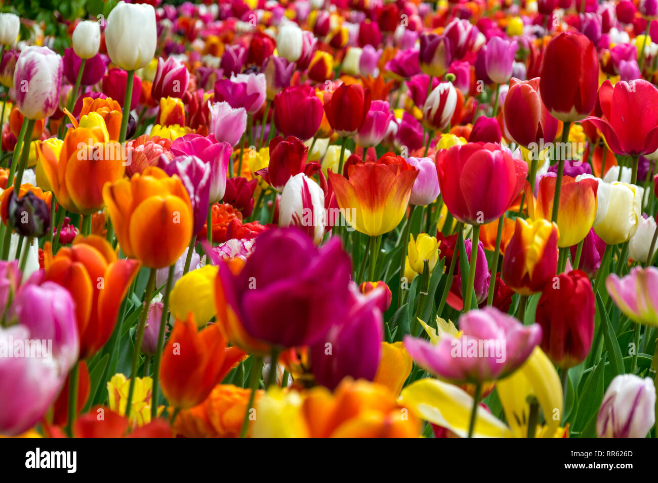 Fiel di molti vivaci tulipani multicolore circondato da verde erba fresca creando una molla dell'umore. Foto Stock
