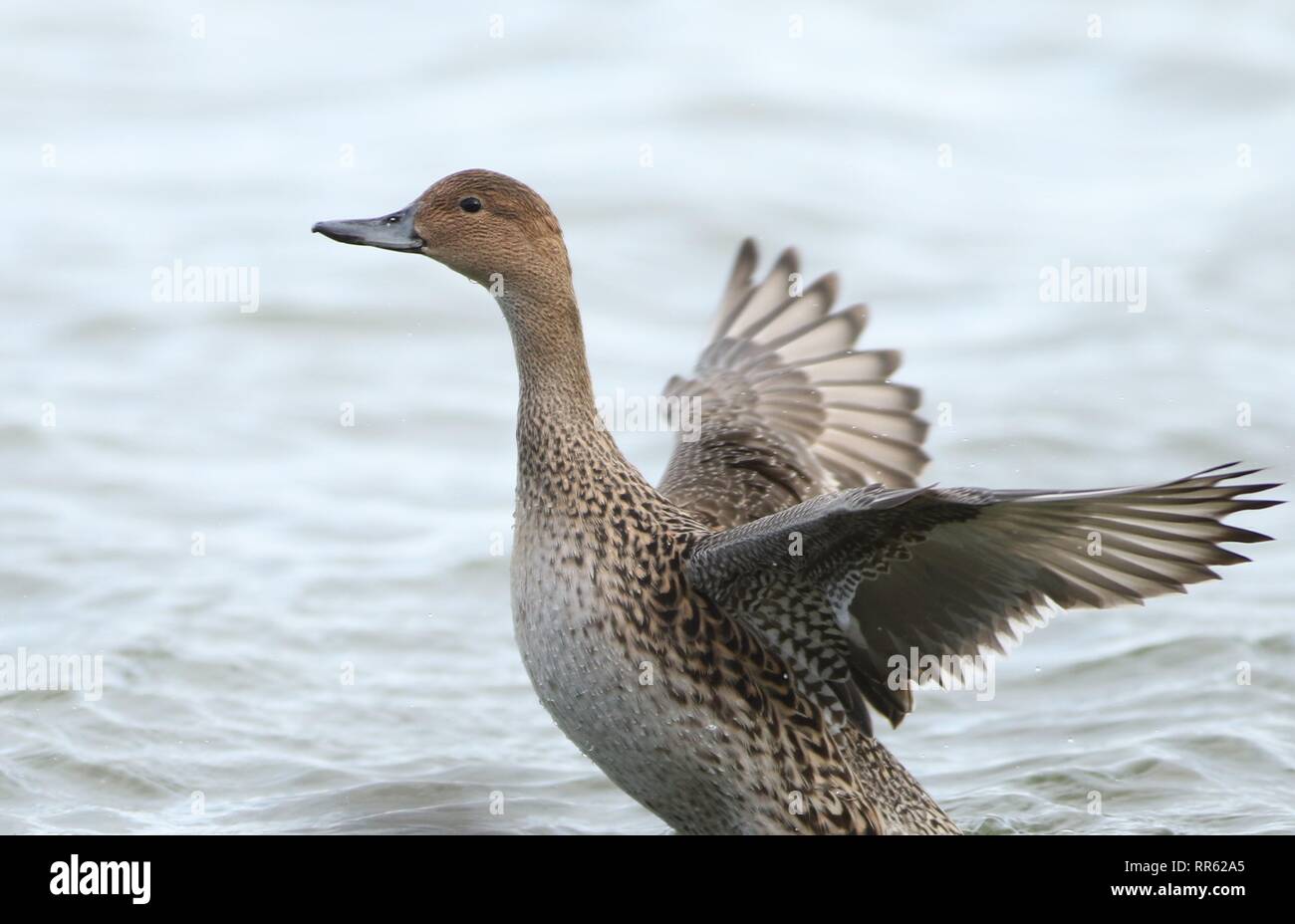 Femmina Pintail settentrionale (Anas acuta) sbattimento ali, mostrando l'ala ed il corpo del piumaggio. Febbraio 2019, Gloucestershire, Regno Unito Foto Stock