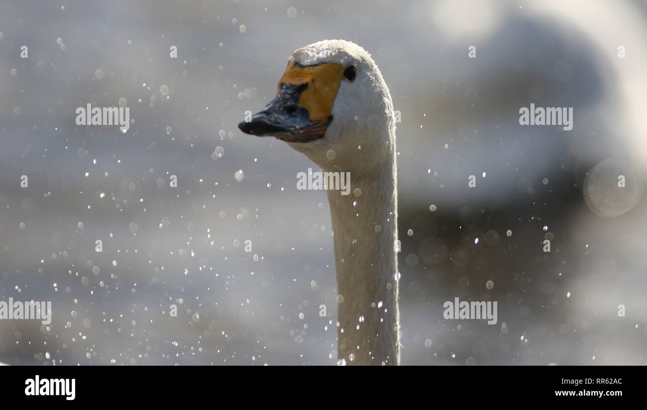 Bewicks Swan (cygnus columbianus bewickii) spruzzi e sbattimenti nel sole d'inverno. Febbraio 2019, GLOUCESTERSHIRE REGNO UNITO Foto Stock
