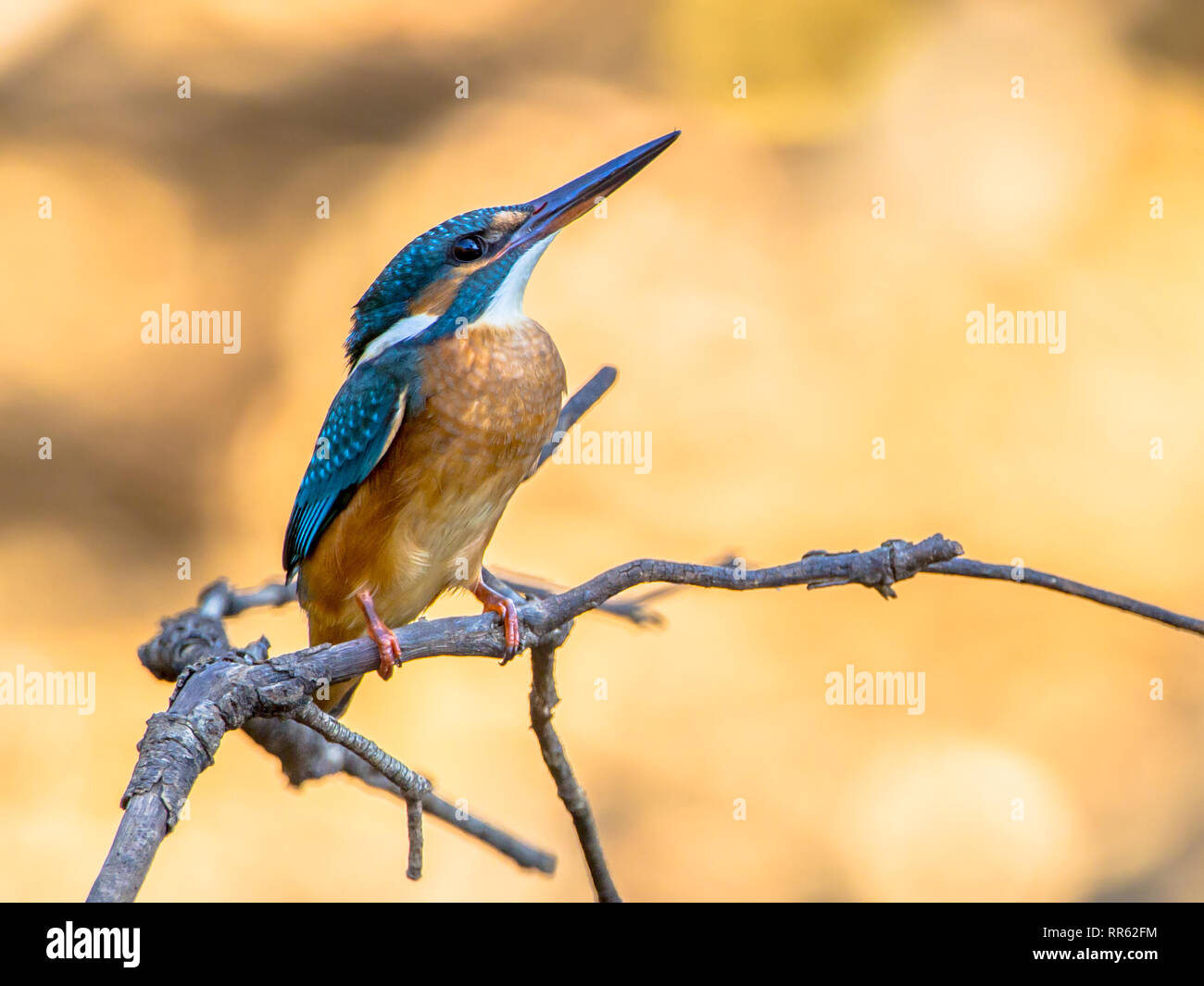 Unione Kingfisher (Alcedo atthis) appollaiato su un bastone sopra il fiume su sfondo chiaro. Questo sparrow uccelli grandezza ha upperparts blu, arancione sotto Foto Stock