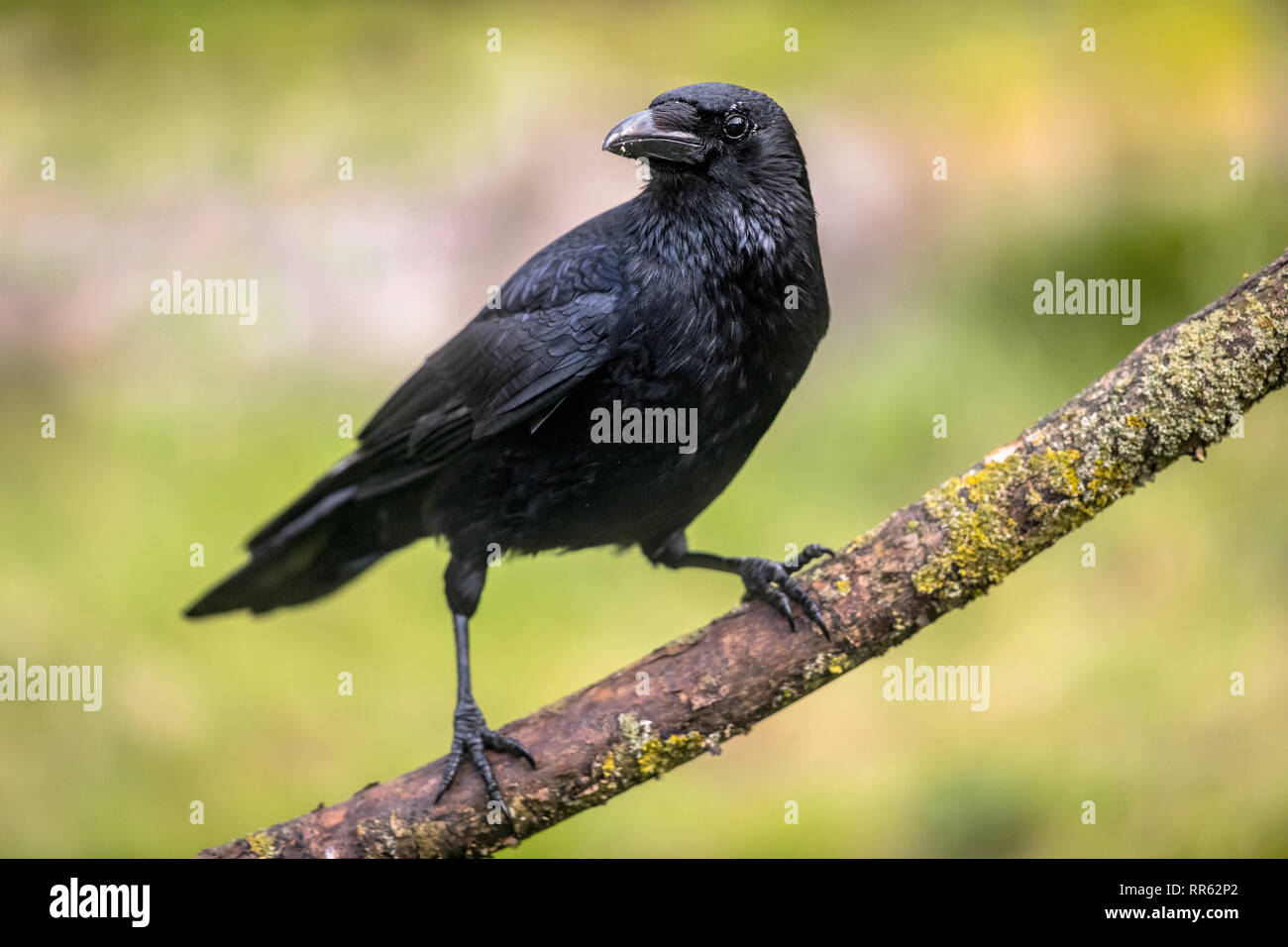 Carrion crow (Corvus corone) black bird appollaiato sul ramo e guardando la fotocamera Foto Stock