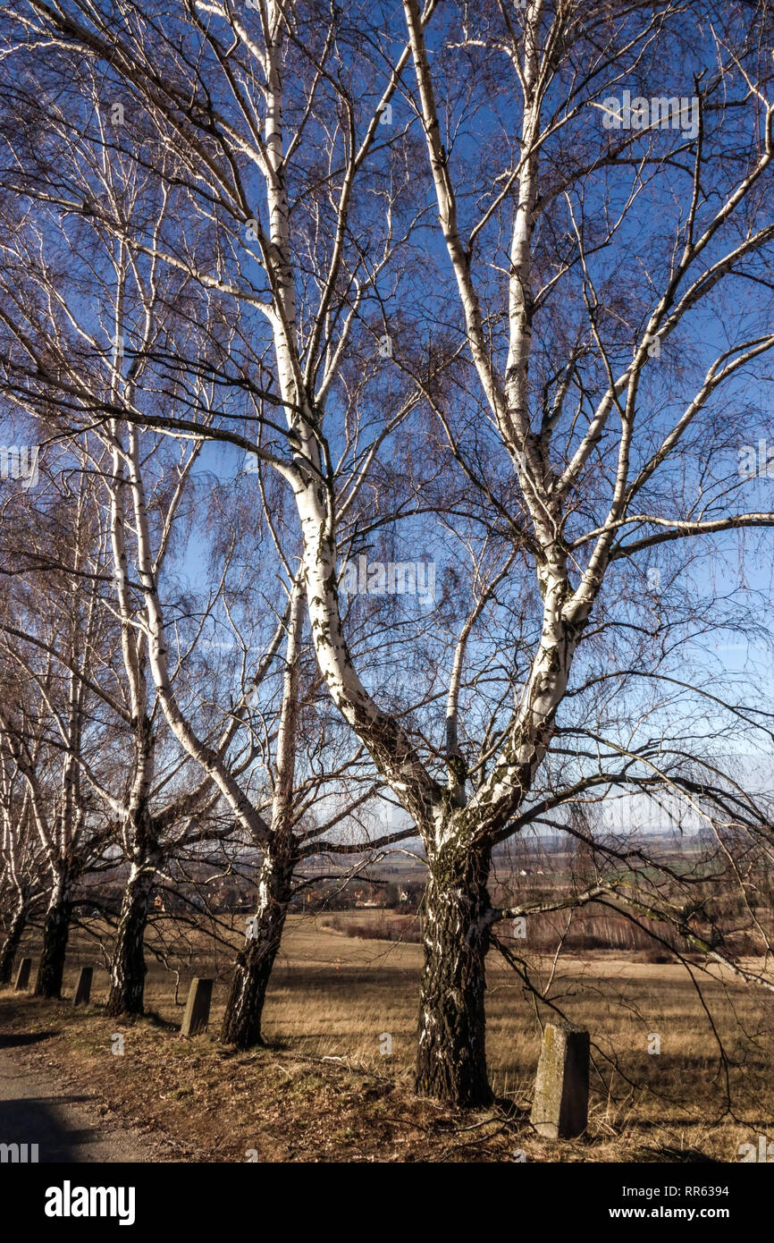 Vecchi alberi di betulla sulla strada, Repubblica Ceca in sole invernale Foto Stock