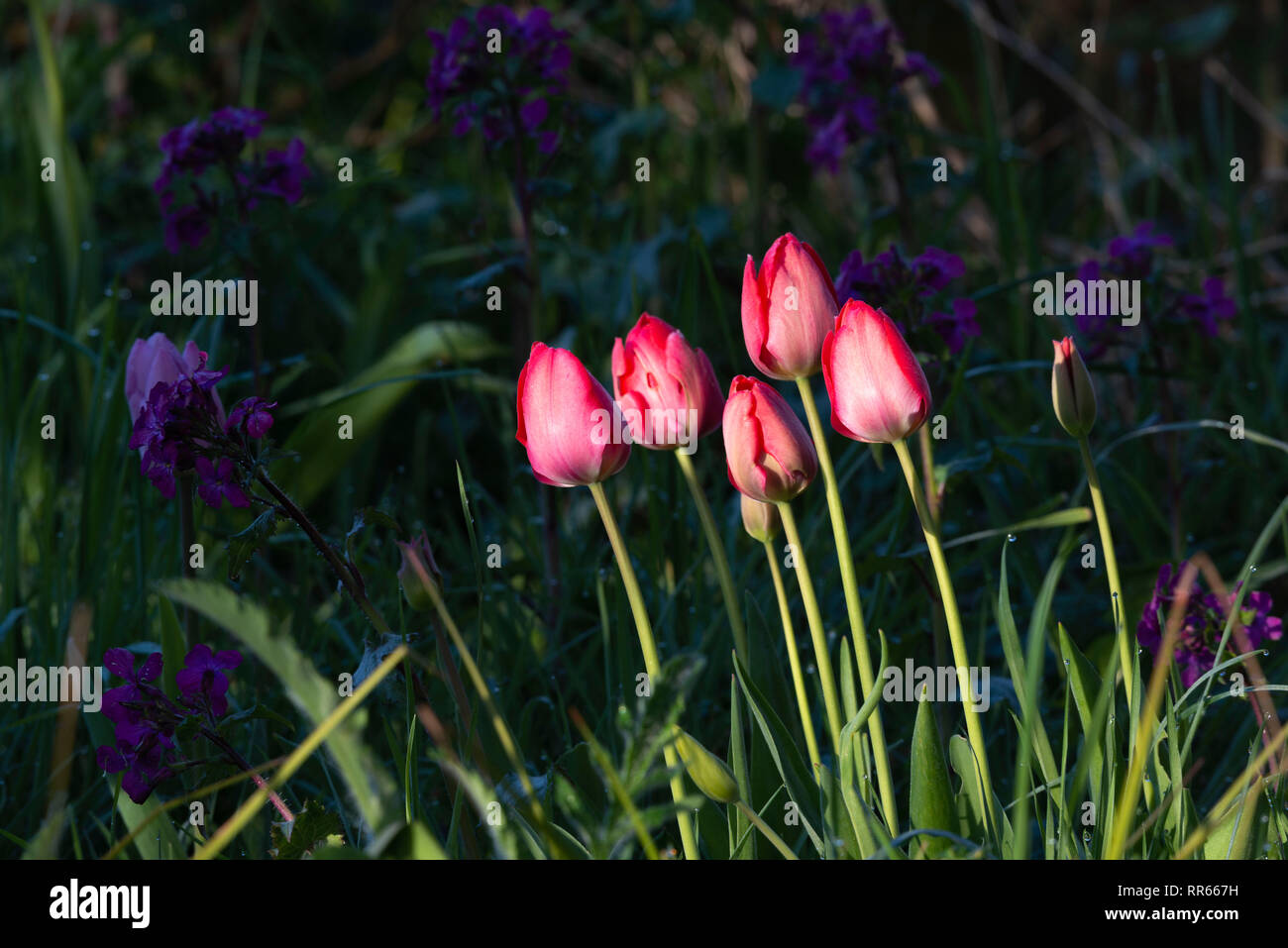 Tulipani rosa fioritura in condizioni di luce solare intensa con onestà viola (Lunaria annua) in ombra in background Foto Stock