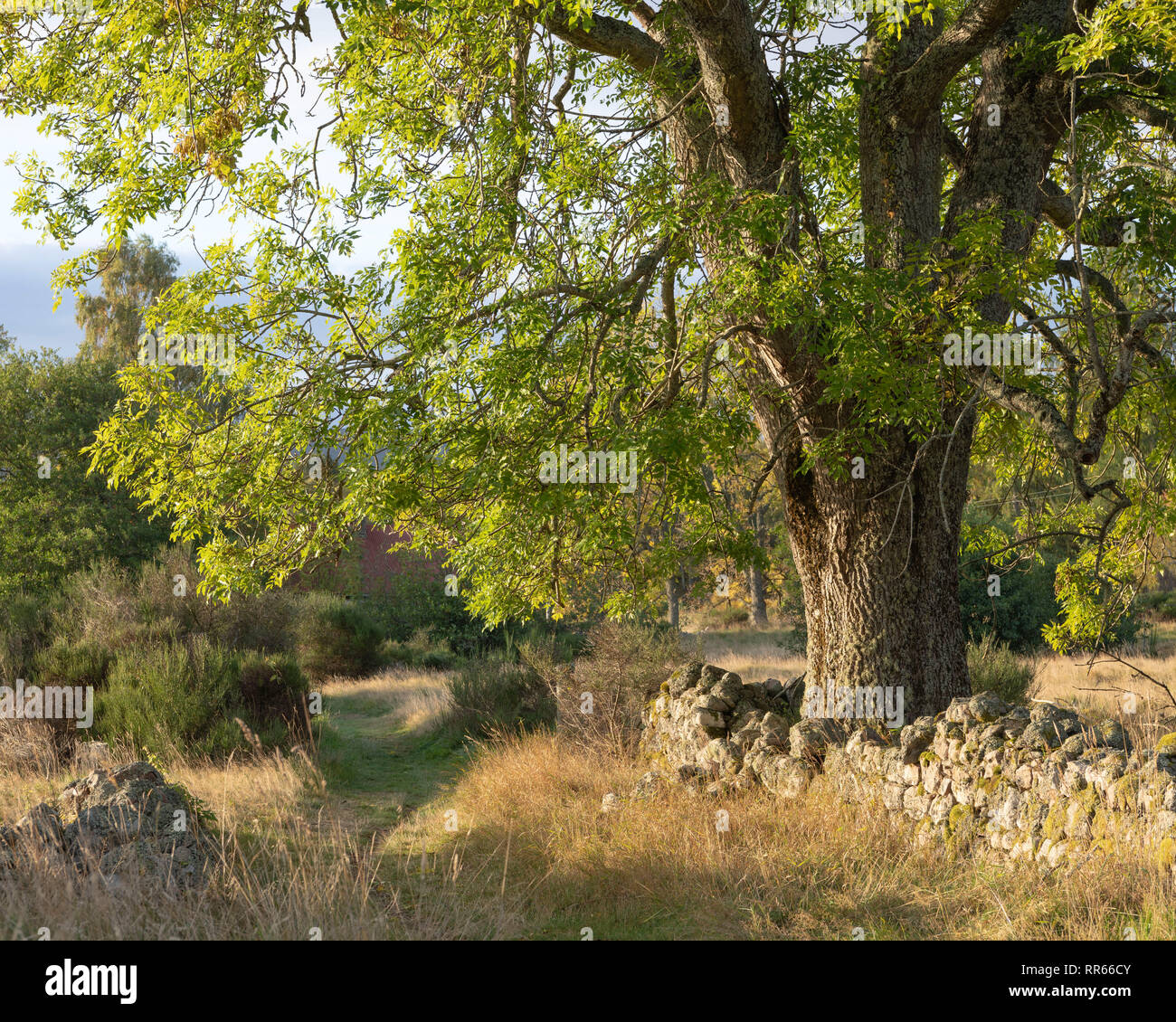 Un vecchio Frassino (Fraxinus excelsior) sorge accanto a un secco muro di pietra e una pista erbosa nel Muir of Dinnet Riserva Naturale Nazionale in Scozia Foto Stock