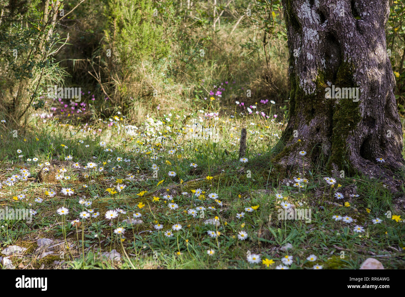 Abbondanti fiori selvatici nel bosco, Mirista, Penisola Luštica, Boka Kotorska, Montenegro Foto Stock