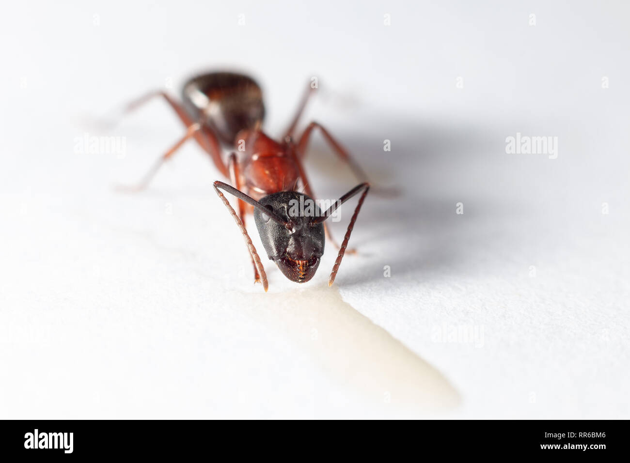Falegname nero Alimentazione ant Foto Stock