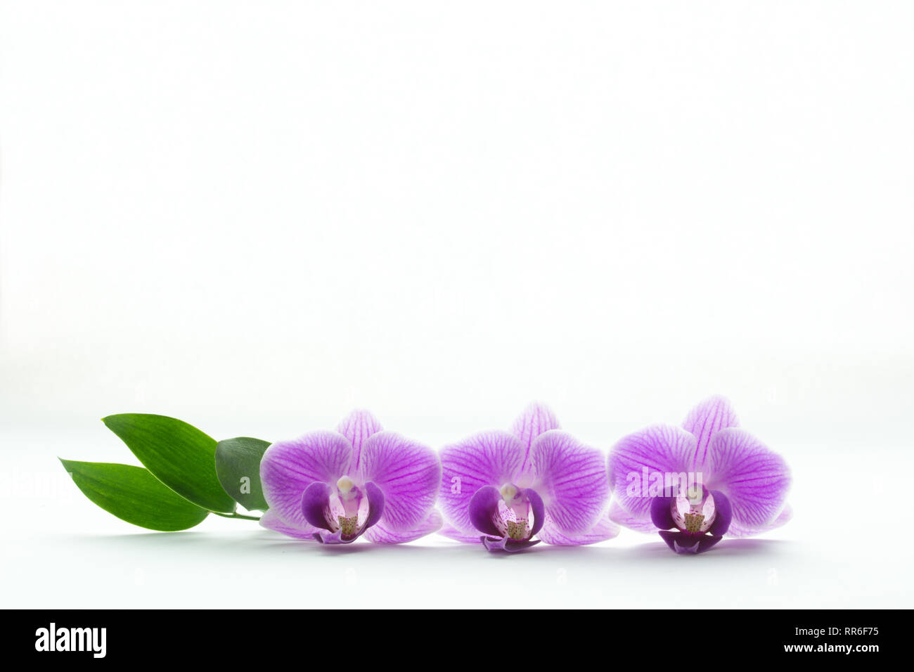 Concetto di bellezza e freschezza - tre orchidea viola a fiori e foglie verdi isolati su sfondo bianco Foto Stock