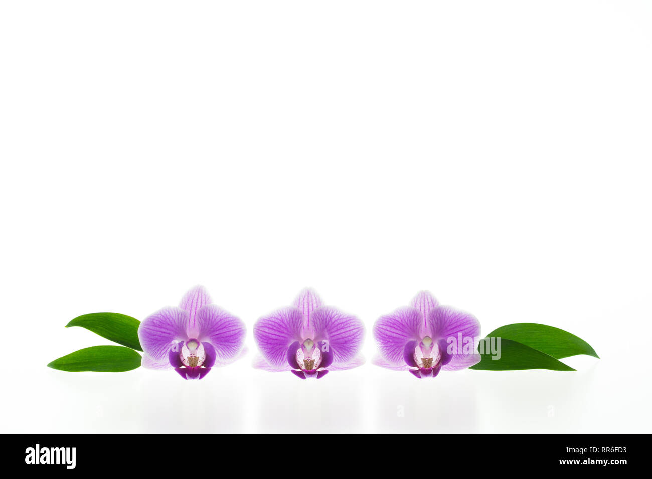 Diametro esterno del concetto di bellezza e di freschezza - tre distinti viola fioriture di orchidee con foglie verdi isolati su sfondo bianco Foto Stock