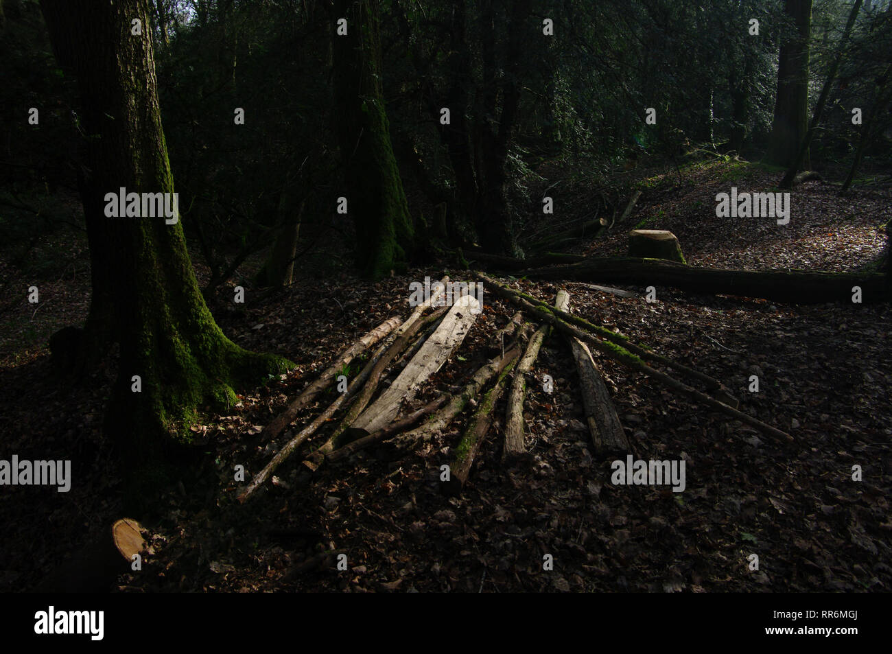 Grande Lambsquay legno, Foresta di Dean Foto Stock
