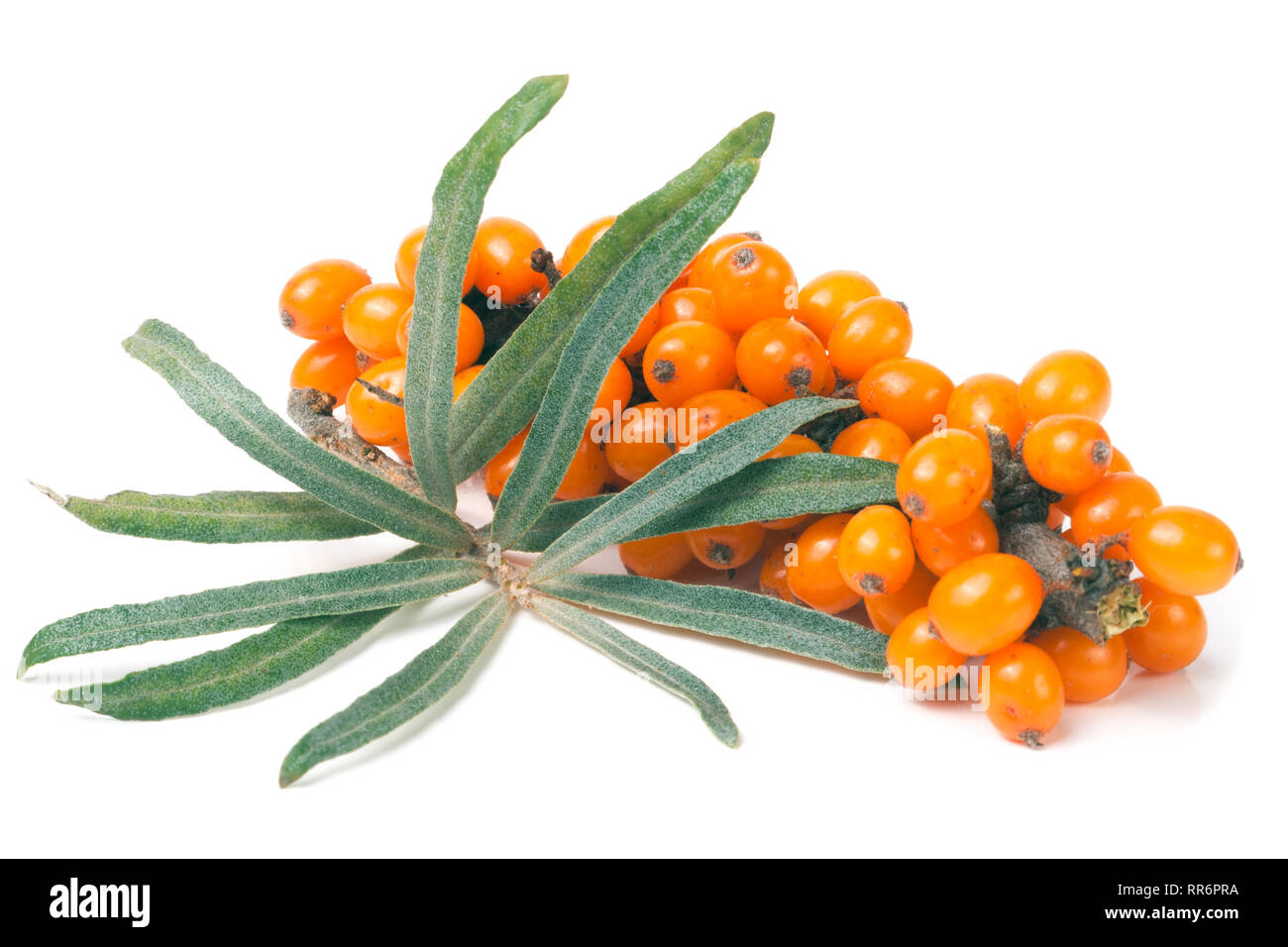 Bacche di olivello spinoso il ramo con foglie isolati su sfondo bianco Foto Stock