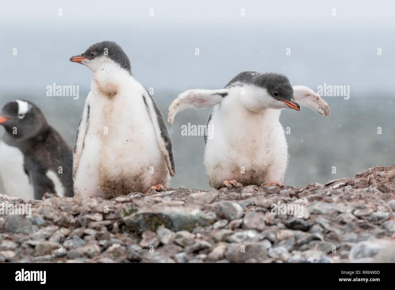 Gentoo penguin, due giovani pulcini permanente sulla spiaggia in Antartide Foto Stock