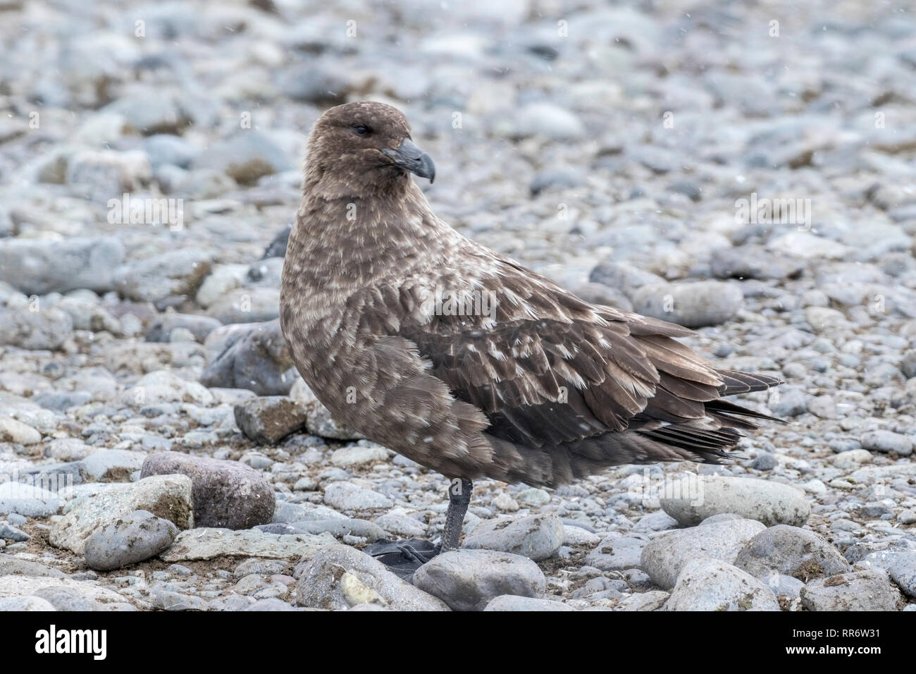 South Polar Skua Stercorarius maccormicki sulla spiaggia di ciottoli, Antartide Foto Stock