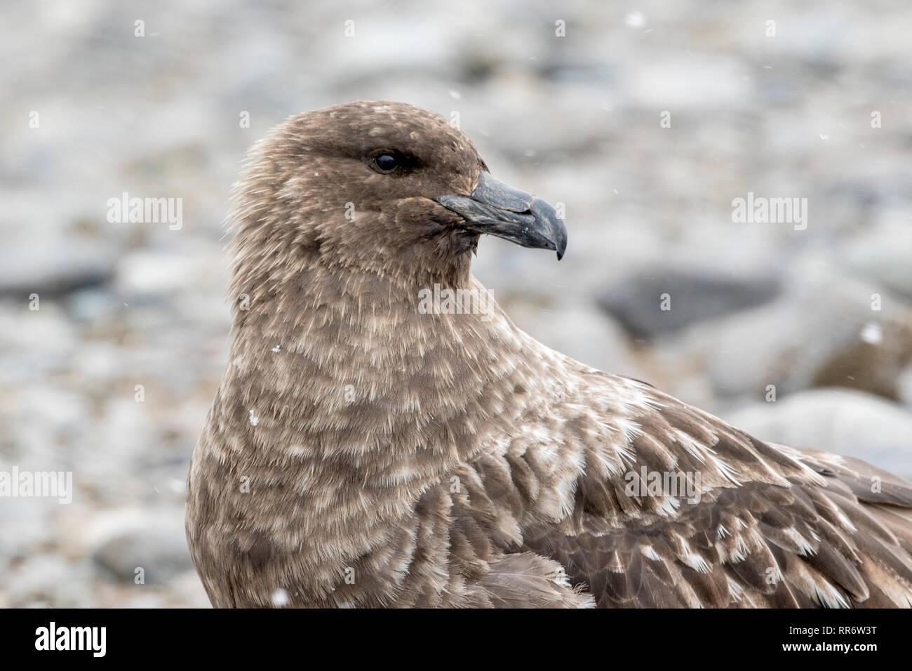 South Polar Skua Stercorarius maccormicki sulla spiaggia di ciottoli, Antartide Foto Stock