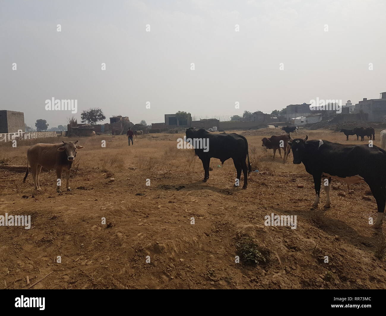 Maggiore noida, India. 01 feb 2019. Vacche stand su un prato nel nord dello stato indiano dell'Uttar Pradesh. Indisciplinato vacche stanno diventando un problema sempre più grave ci sotto il partito nazionalista indù di governo - specialmente per gli agricoltori i cui campi essi danno. Credito: Nick Kaiser/dpa/Alamy Live News Foto Stock