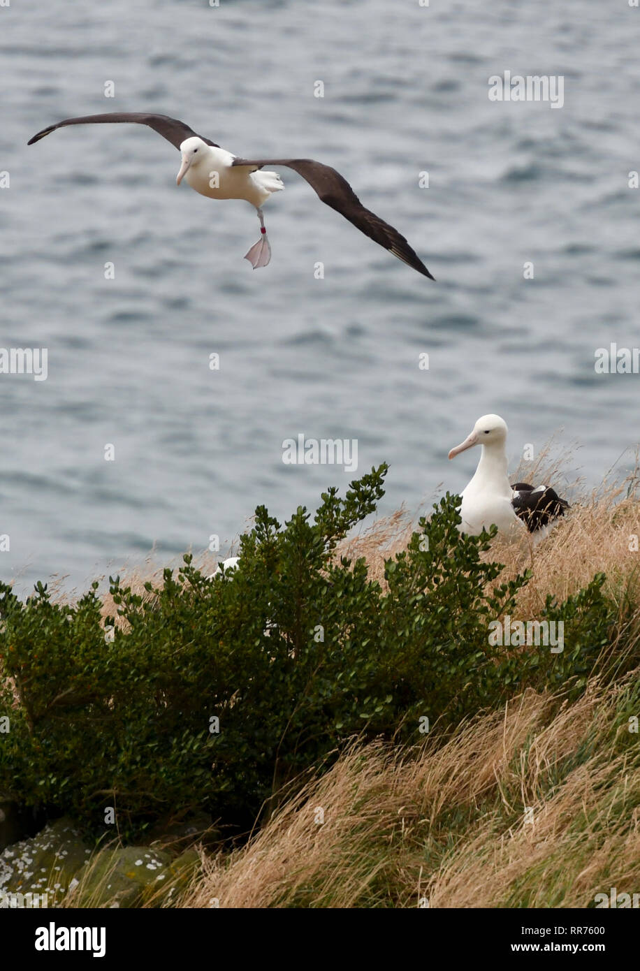 Dunedin, Nuova Zelanda. 24 Febbraio, 2019. Northern Royal albatri sono visti presso il Royal Albatross Center in Taiaroa Head, Dunedin, Nuova Zelanda, nel febbraio 24, 2019. Ogni anno oltre 40 coppie di Northern Royal albatri nido e razza al mondo solo continentale colonia di allevamento a Taiaroa Head. Da gennaio di quest'anno, un totale di 29 albatross pulcini sono schiuse nella recente stagione di riproduzione a partire dal settembre dello scorso anno. Credito: Guo Lei/Xinhua/Alamy Live News Foto Stock