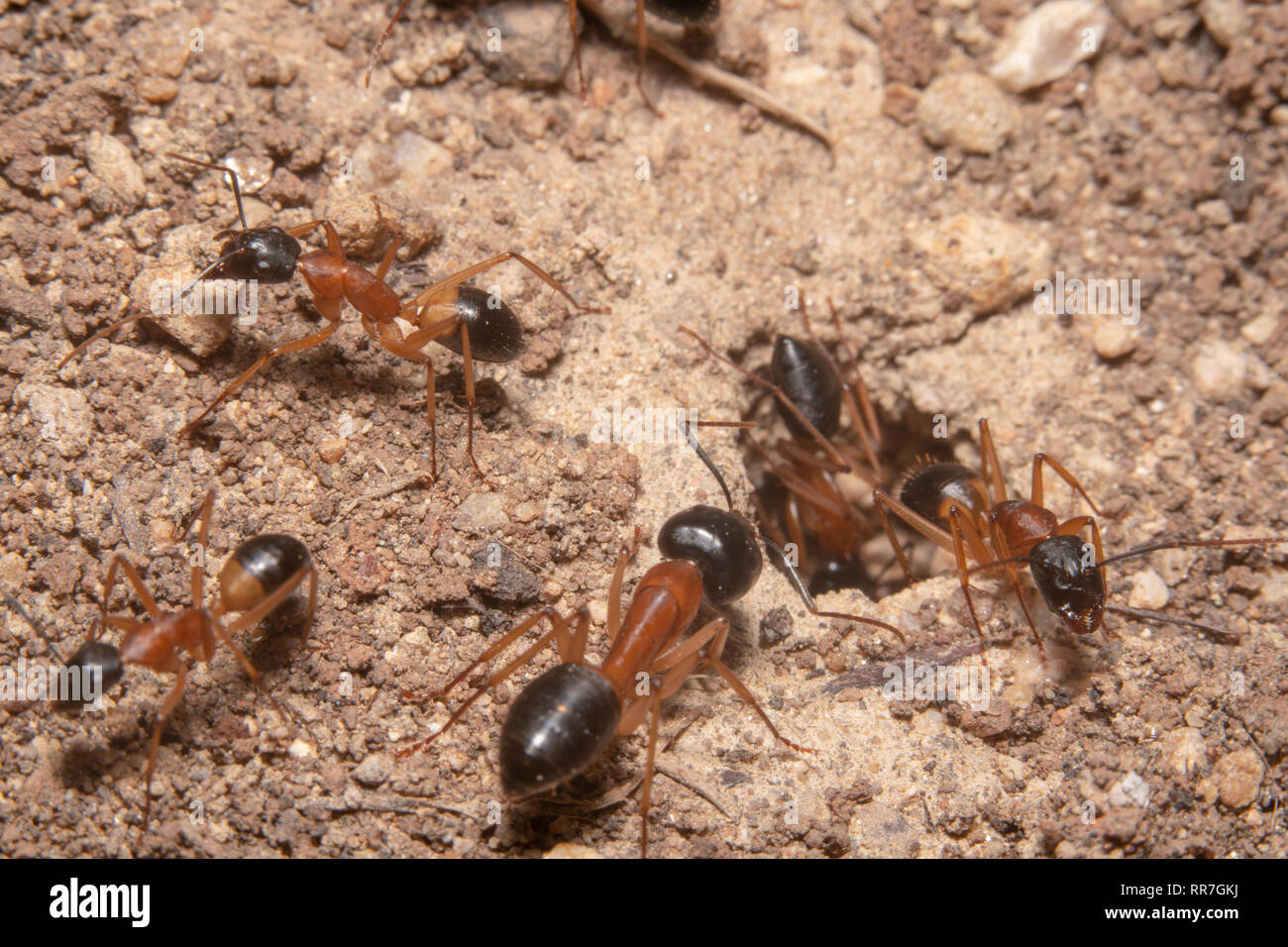 Testa nera formiche di zucchero provenienti al di fuori del suo foro. Arancione e nero intitolata colonia di formiche. Foto Stock