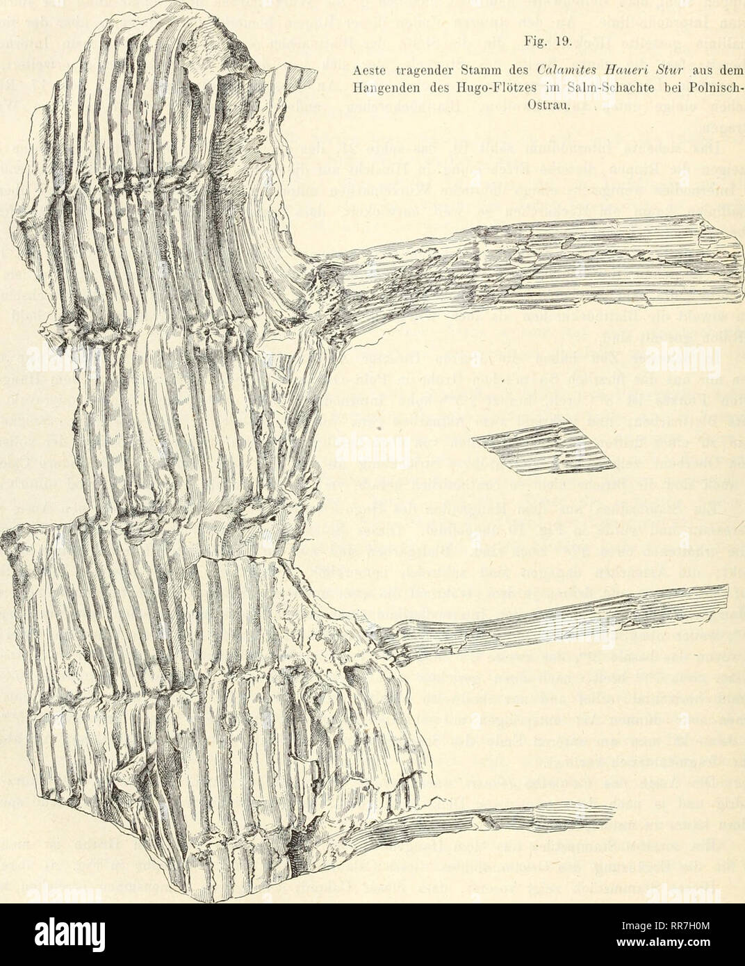 . Abhandlungen der Geologischen Bundesanstalt. Geologia e Paleontologia. 92 D. Stur, 198 In diesem falle, wo ein dicker Stamm mit abzweigenden orizzontale Wurzeln und mit in einem Bogen aufsteigendem Aste vorliegt, muss man dafür halten, dass dieser ursprünglich oberirdische Stamm nach- träglich mit Erdreich überschüttet oder überfluthet in die Lage kam aus den Wurzelknospen Wurzeln und aus einer Astknospe einen Ast zu treiben, wie das auch heute noch bei seeundären Rhizomen und bei zufällig unter eine Erdbedeckung gelangten Luftstengeln der Equiseten geschieht. Fig. 19. Aeste tragender Stamm des Foto Stock