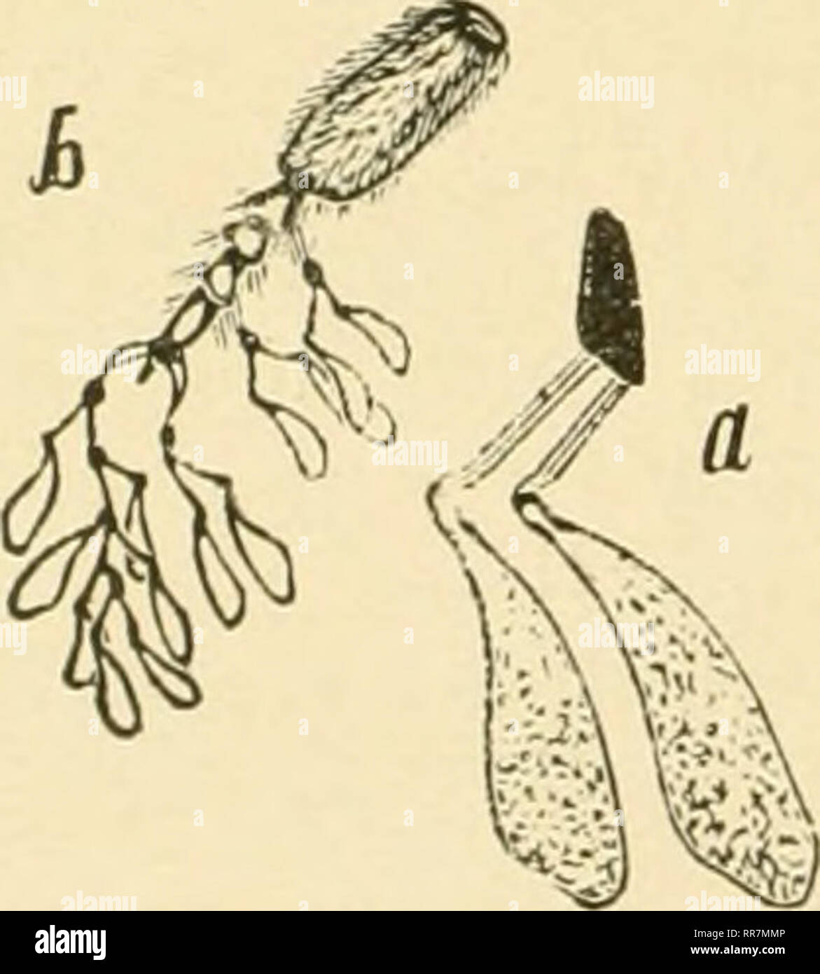. L ABC e XYZ di bee cultura; un dell'enciclopedia di tutto ciò che attiene alla cura del miele-bee; le api, orticaria, miele, implementa il miele-piante, ecc. ... Le api. Migratori APICOLTURA. 306 spostando le api. tioii nella valle sarà troppo umido per la corretta crescita delle piante producendo nettare, mentre sulla terra superiore, a poche miglia di distanza, condizioni sarà giusto per un bel flusso di miele. La conoscenza di queste variabili condi- zioni in località a pochi chilometri di distanza ha portato alcuni apicoltori di mettere in pratica ciò che è noto come migratori apicoltura. Per l'ex- ampio in un cantiere è evidente che le api di un Foto Stock