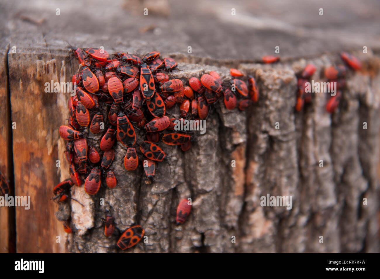 Pyrrhocoris apterus o cimici-soldati su un albero rosso-nero coleotteri Foto Stock