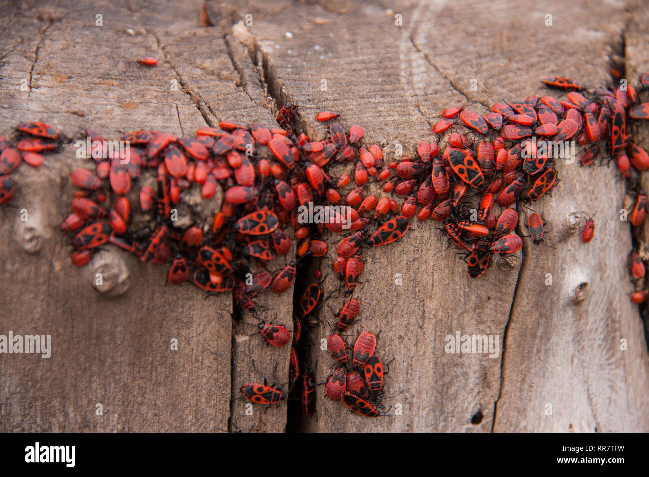 Pyrrhocoris apterus o cimici-soldati su un albero rosso-nero coleotteri Foto Stock