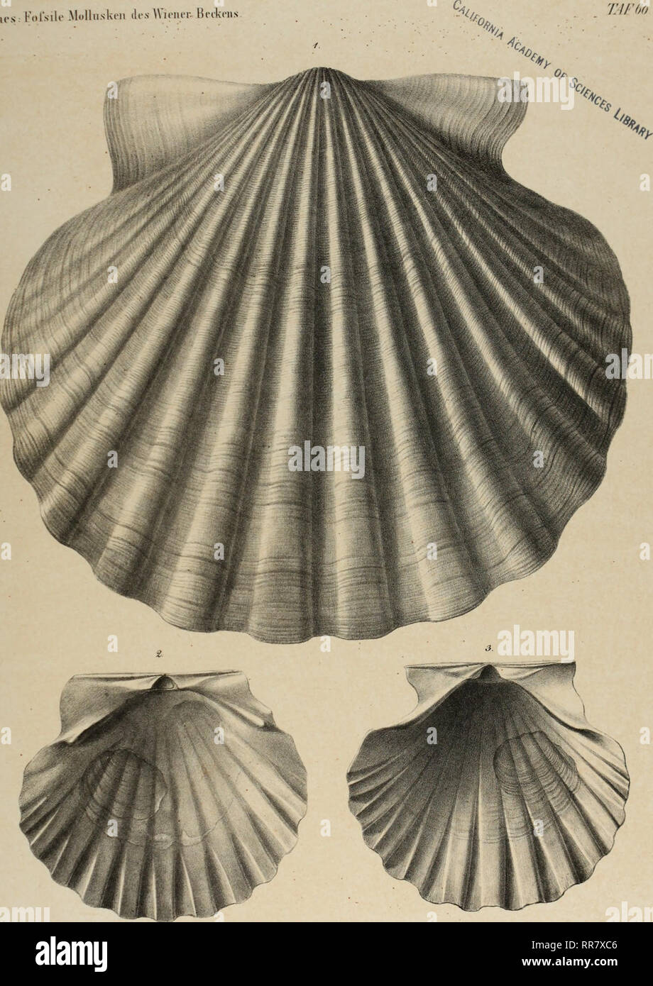 . Abhandlungen der Geologischen Bundesanstalt. Geologia e Paleontologia. Horiics Fofsile Mollusken des Wiener. Becken TAF60. LithU &gt;/&LT;? Cd /? K ttafu t""t,ln,,hrri. f!il/l Xrhitnn n il Xal MX II lilh 13. Pectem solarüim Lam.jiaß ä03 //, Wi,",irr/^i von ihrkki,".'!'!!"^"" B * * uaJt. Si prega di notare che queste immagini vengono estratte dalla pagina sottoposta a scansione di immagini che possono essere state migliorate digitalmente per la leggibilità - Colorazione e aspetto di queste illustrazioni potrebbero non perfettamente assomigliano al lavoro originale. Geologische Bundesanstalt (Austria); K. K. Geologische Reichsanstalt (Austri Foto Stock